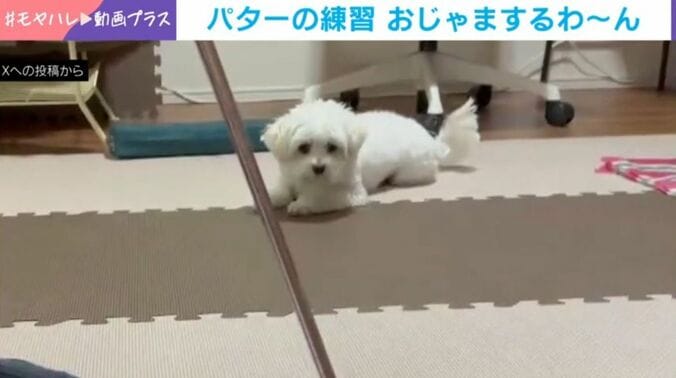 むぎちゃん