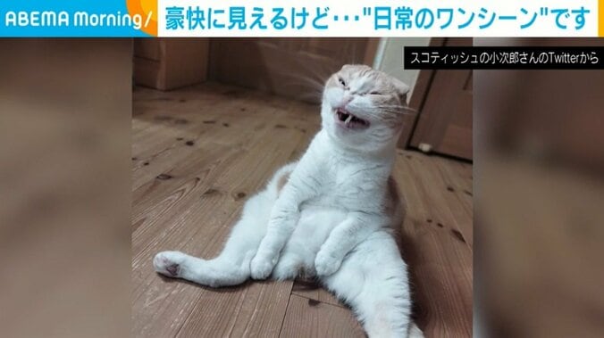 飼い主「笑わせてもらってます」 “ツンデレ”猫が見せる豪快な表情 「かおw」「寝起きの俺w」と反響 1枚目