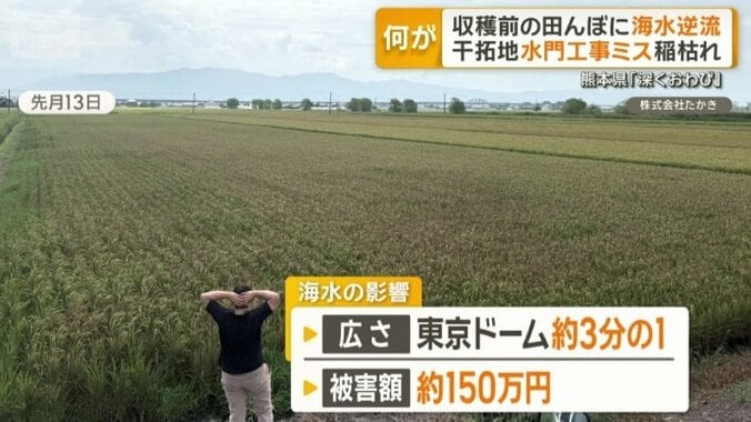 海水の影響が出た田んぼは