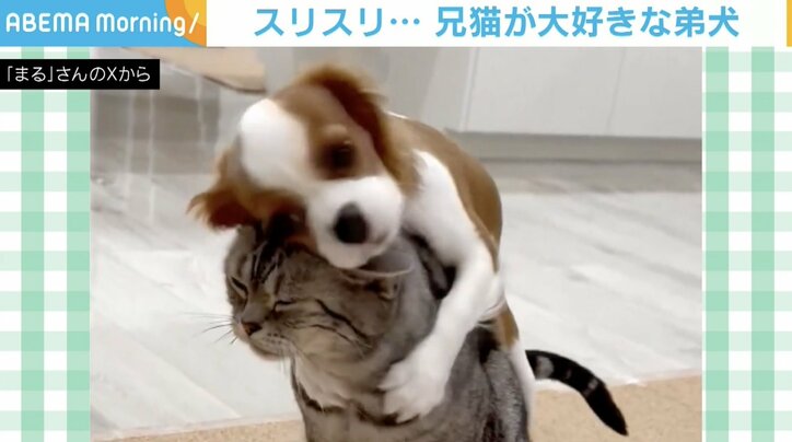 兄猫を無限にスリスリしちゃう弟犬