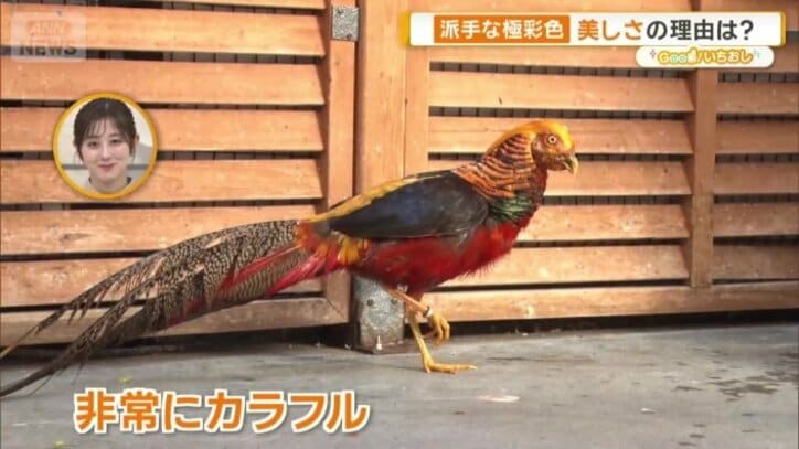 キンケイ