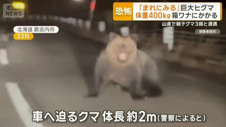 勢いよく車の方へと迫ってくる体長約2mのクマ