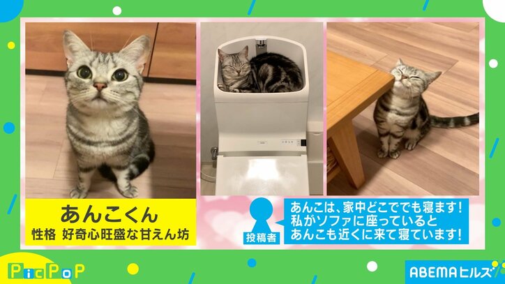 香箱座りの猫がオフモード突入時の流れに「充電切れちゃったかな」「保存&リピート確定!!」絶賛の声