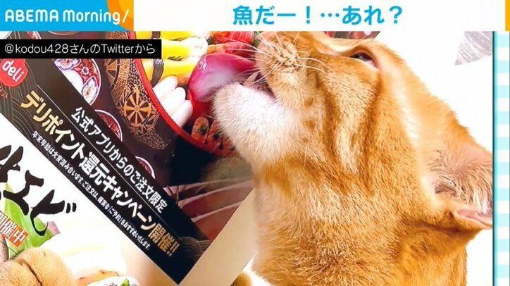 “チラシに写った寿司”を舐める猫 食い意地を張った姿に「目がマジだw」「きゃわいい」と反響