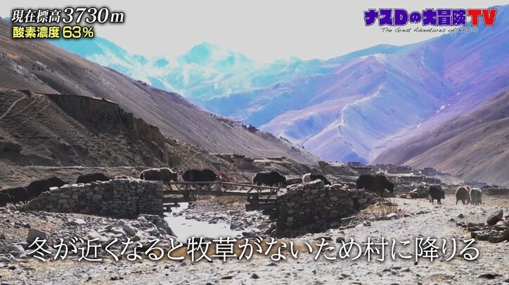 「ヤクがいなければ生きていけない」ナスD、ヒマラヤ・ドルポ地方で暮らす人々の暮らしを調査