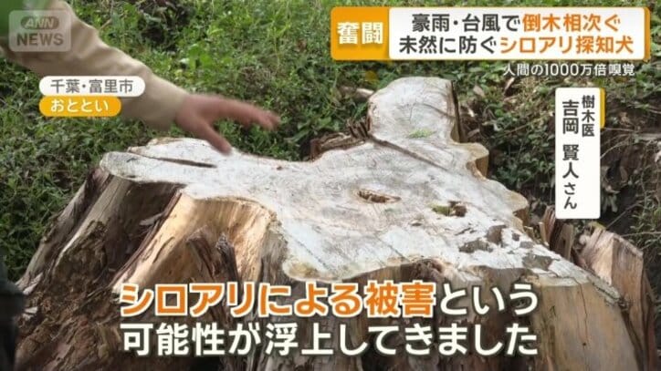 ヒノキの切り株