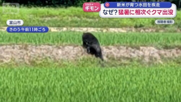 富山でも田んぼに現れたクマ