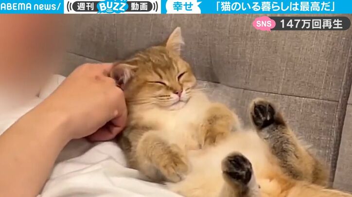 無防備な姿で飼い主にぴったり…「猫のいる生活が最高である」ことが一瞬でわかる動画が話題