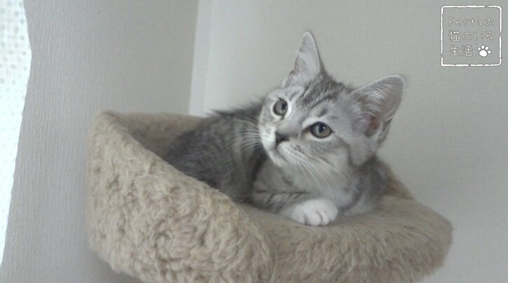 猫「お姉ちゃん遊んでー！」 マンチカン猫姉妹のほっこり日常に密着