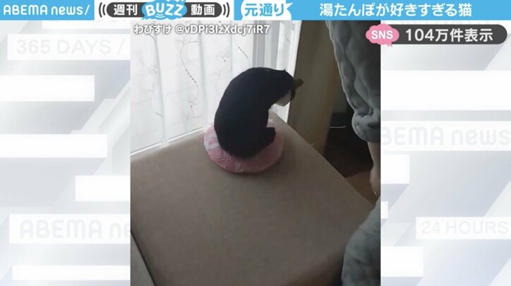 猫の「はるちゃん」