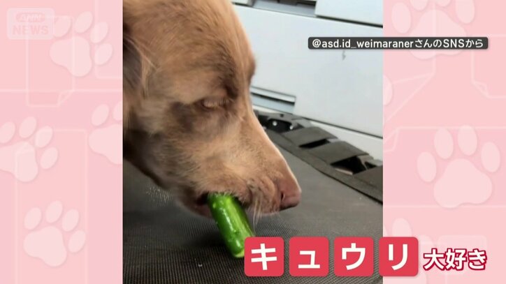キュウリ大好き