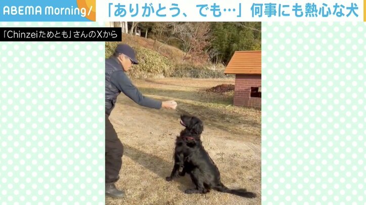 フラットコーテッド・レトリバーの為朝くん（6歳）
