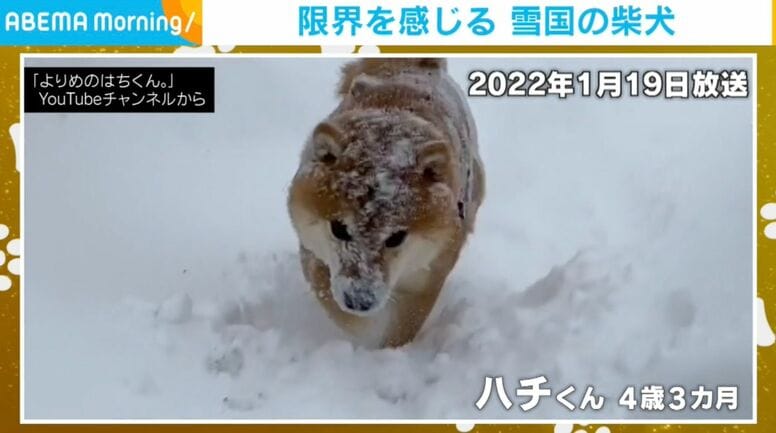 あれから4年半…雪に埋もれていた柴犬の“現在の姿”が話題「今でも雪の日のお散歩は大好き」
