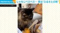 夕食前にふと見ると… 猫の“驚きの行動”に「衝撃ですね」「知りたくなかったやつw」と反響続々