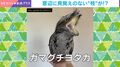 窓の外に強そうな相手が→身の危険を感じた鳥が“見事”な擬態をする様子に「なんだこれ」「薄目で見てるのかわいいｗ」「ジブリか」