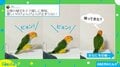 旦那の帰りを察知したインコ 喜びの“ドア前ぴょんぴょん”に「こんな風に待たれてみたい」「足音可愛すぎます!」の声