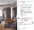 「私の人生はモフモフ。」石田ゆり子、ベットの上ではしゃぐ愛犬の姿を公開