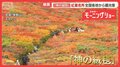 紅葉名所「神のじゅうたん」大混雑 秋晴れ久々で シーズン到来も千葉では長雨で暗雲