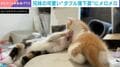 子猫の兄妹が見せた“ダブル落下芸”に反響… じゃれ合いから滑り落ちる姿に「何回でも見れます」の声