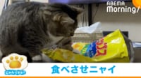 【映像】「手が早いw」マンチカンの“可愛いイタズラ”