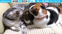 【映像】2匹の猫が見せた優しさ
