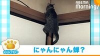 【映像】高所に登るのが好きすぎる猫が“無謀な挑戦” 柱に張り付いて動けない姿が話題