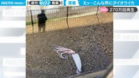【映像】河口に漂着した巨大なダイオウイカ