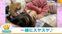 【映像】女の子にくっついて一緒に昼寝する猫 鼻をブウブウ鳴らして眠る幸せ溢れる姿