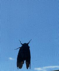 丸山桂里奈『数日、体調が悪くラヴィットからお休みさせていただいてました。』