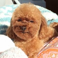 里田まい、トリミングを失敗した愛犬の衝撃再び「たまにふと見たくなる画像NO1」