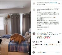 「私の人生はモフモフ。」石田ゆり子、ベットの上ではしゃぐ愛犬の姿を公開