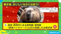【映像】二足歩行で芋を運ぶビーバー