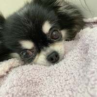 小柳ルミ子『病院』