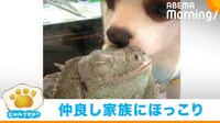 犬のちょっかいに大人対応のイグアナ