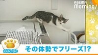 【映像】台所から戻ってこない猫の“静かな訴え”