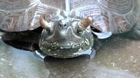 世界に一頭…!? ツノ生えたカメ