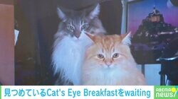 ごはんまだかニャ！朝食を待つ猫の姿に飼い主「取引先の鬼電より怖い猫圧」