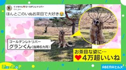 大きな木の枝をくわえた犬 お茶目なポーズに「天使なの？」「咥え方のクセ」と反響