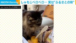 夕食前にふと見ると… 猫の“驚きの行動”に「衝撃ですね」「知りたくなかったやつw」と反響続々
