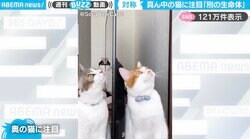 奥の猫に注目！テレビ画面の反射で“謎の生命体”と化した姿に「既視感あると思ったらファービーw」「あまりの不意打ち笑ってしまった」と話題