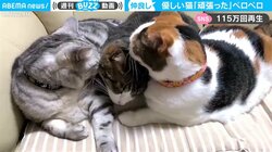 病院帰りの猫を仲間の猫がペロペロ 心温まる“ほっこり”映像が115万回再生