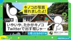 「マリオに出てきそう」高尾山のリフト係が撮影した“漫画みたいなキノコ”に「リアルにこんなのが!?」と反響