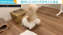 「段ボール箱に入りたい！」 必死に顔と体を押し込むもふもふ猫 脚をバタバタさせ果敢に挑戦