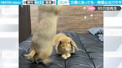 プレーリードッグとウサギの「平和な事故」にほっこり 2足歩行で衝突するも…ウサギが秀逸リアクション