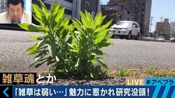 「雑草」に学ぶ現代人の生き方、“一番重要な変化しないもの”に合わせて変化する