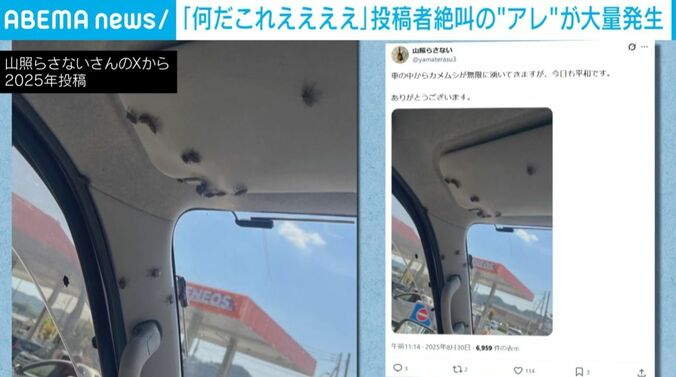 大量のカメムシ