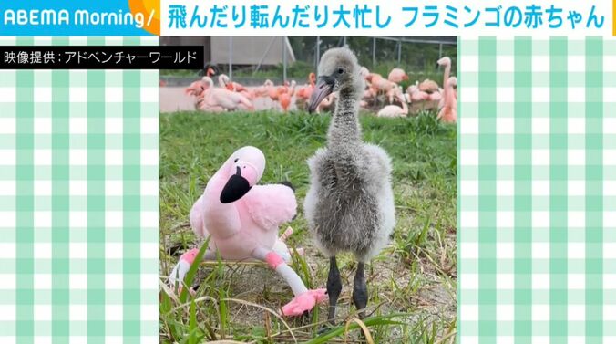 フラミンゴの赤ちゃん