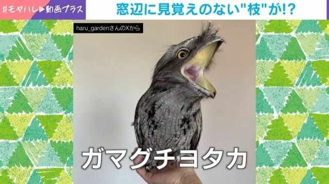 ガブリエルくん
