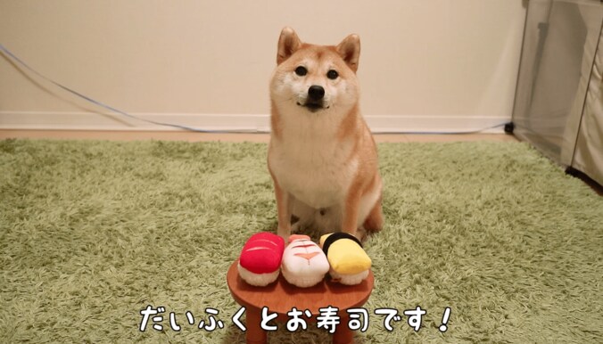 ふわもこ男子な柴犬「だいふく」  お寿司屋さんごっこやお花見を満喫中 1枚目