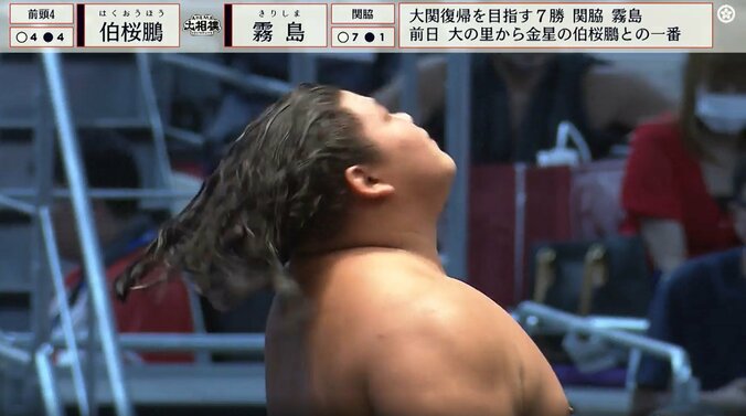 大銀杏が解けた伯桜鵬